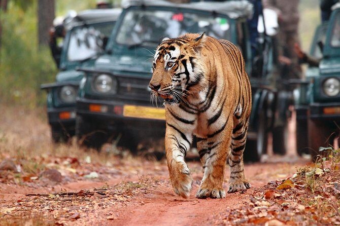 Ranthambore Tiger Safari In Gypsy 6 Seater All Inclusive visits - Price and Value: $368.80 Per Group Up to 5