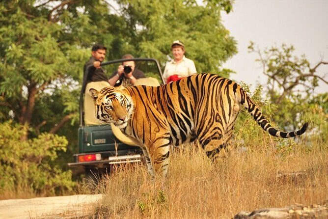 Ranthambore Tiger Safari In Gypsy 6 Seater All Inclusive visits - Hotel Pickup and Zone Entry: What Happens Before You See Anything