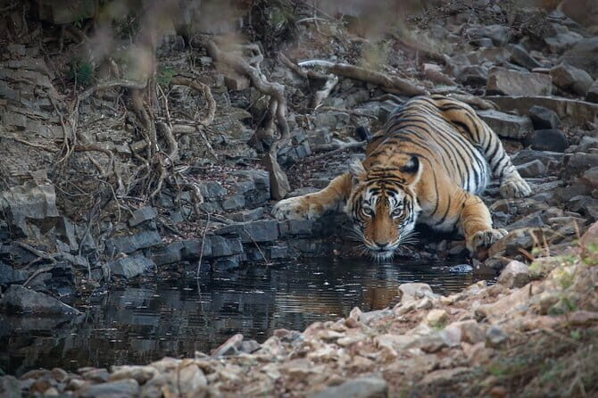 Ranthambore Tiger Safari Private Same Day Trip from Jaipur - A Same-Day Run from Jaipur: What the Clock Really Looks Like