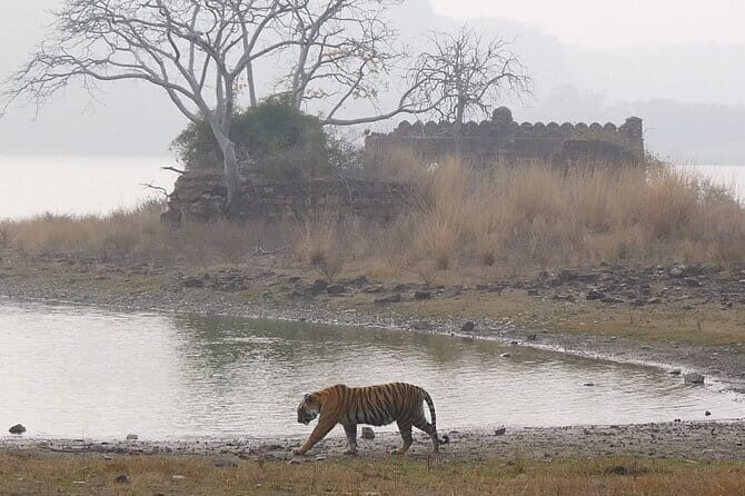 Ranthambore Tiger Safari Private Same Day Trip from Jaipur - The Sawai Madhopur Stop: 1.5 Hours to Reset Before the Safari