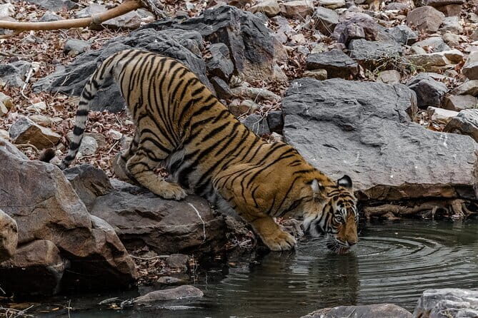 Ranthambore Tiger Safari Private Same Day Trip from Jaipur - The 3.5-Hour Tiger Safari: Permit, Vehicle Style, and What You’re Really Paying For