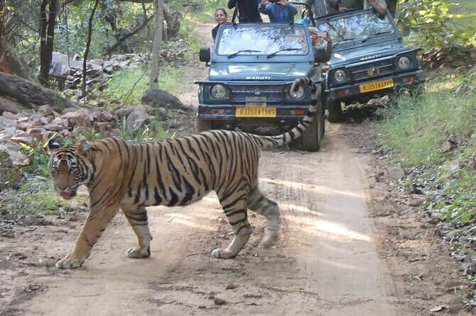 Ranthambore Tiger Safari Private Same Day Trip from Jaipur - Pickup at Patrika Gate and the 3.5-Hour Drive to Sawai Madhopur
