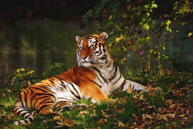 Ranthambore Tiger Safari Tour from Delhi with All Meals - Key things I think you’ll notice right away