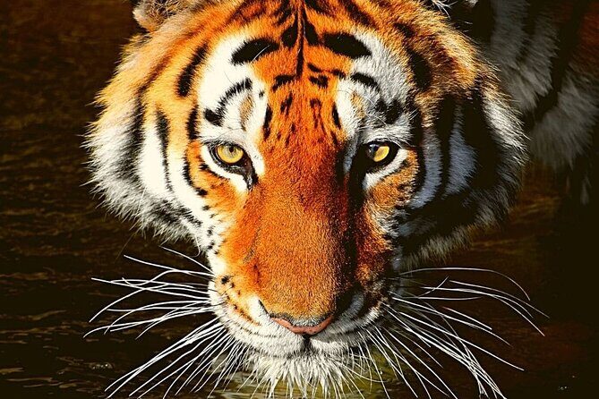 Ranthambore Tiger Safari Tour from Delhi with All Meals - Day 1 drive-in and check-in: the quiet setup that keeps Day 2 focused