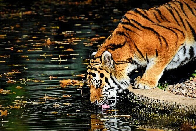 Ranthambore Tiger Safari Tour from Delhi with All Meals - Day 2: morning and afternoon safaris inside Ranthambore