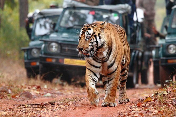 Ranthambore Tiger Safari Tour from Delhi with All Meals - Day 3: the return drive and a clean ending