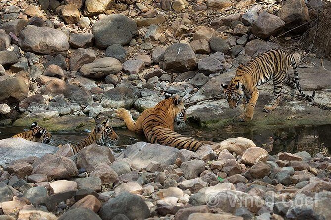 Ranthambore Tiger Safari Tour from Delhi with All Meals - Price and value: is $250 per person a fair deal?