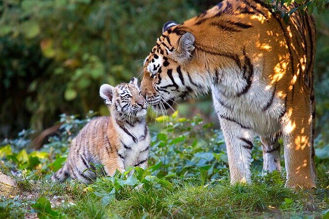 Ranthambore Tiger Safari Tour from Delhi with All Meals - Timing, season, and the two extra cost spikes to know
