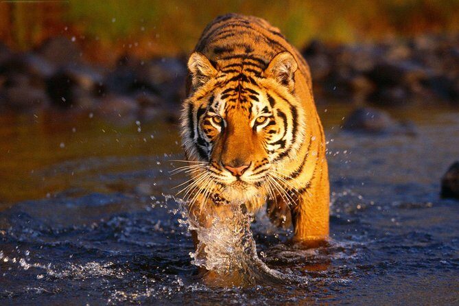 Ranthambore Tiger Safari Tour from Delhi with All Meals - Hotel near the park: the comfort level and how it affects your safari days