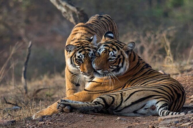 Ranthambore Wildlife Safari Day Trip from Jaipur - Why this Jaipur to Ranthambore day trip can be a smart choice