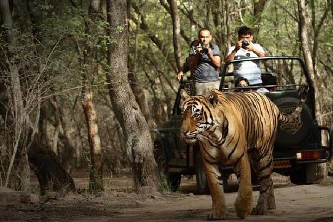 Ranthambore Wildlife Safari Day Trip from Jaipur - Park check-in: documents, identification, and your safari vehicle