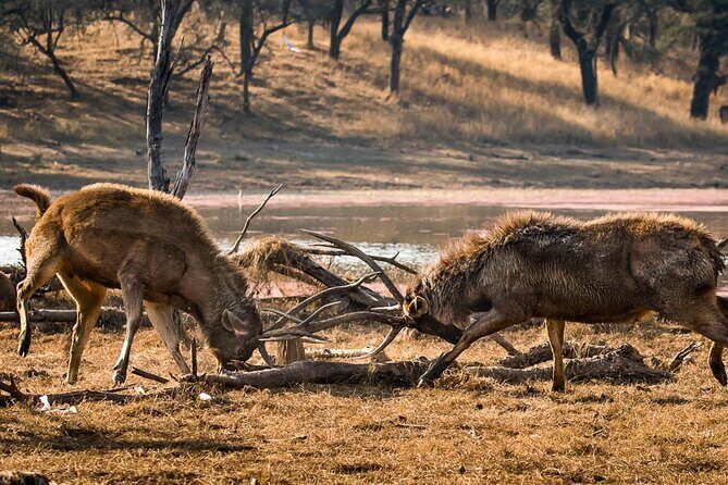 Ranthambore Wildlife Safari Day Trip from Jaipur - What’s included vs. not included (and how it affects your day)