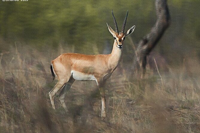 Ranthambore Wildlife Safari Day Trip from Jaipur - Who this day trip suits best (and who might want a different plan)