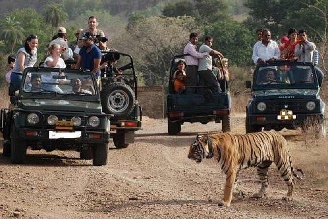 Ranthambore Wildlife Safari Day Trip from Jaipur - The 8:00 AM pickup and the 3–4 hour drive to the tiger zone
