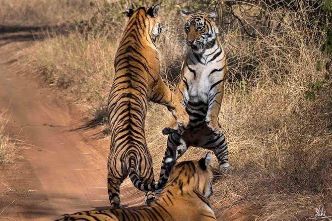 Ranthambore Wildlife Safari Tour From Jaipur Including Transfers - How the 12-hour day trip actually feels from Jaipur