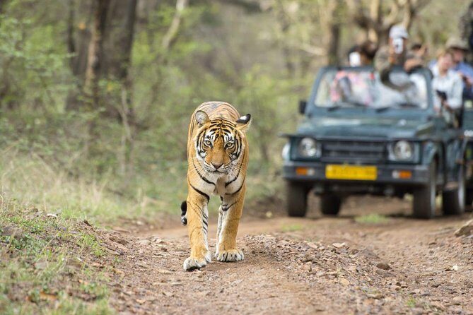 Ranthambore Wildlife Safari Tour From Jaipur Including Transfers - Getting to Ranthambore: air-conditioned transfers and real time on the road