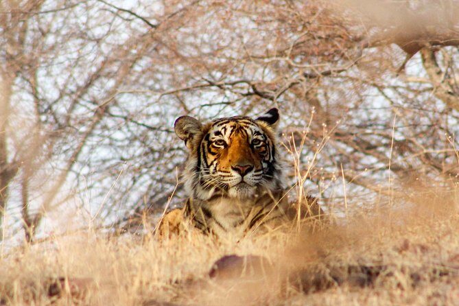 Ranthambore Wildlife Safari Tour From Jaipur Including Transfers - Guide and language: how your jeep option changes what you learn