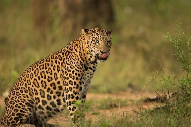 Safari In Jhalana Leopard Conservation Reserve, Jaipur - Key highlights to know before you go