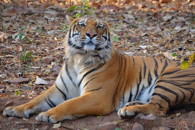 Safari in Pench National Park - Key highlights to know before you go
