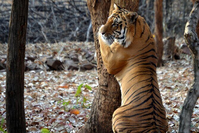 Safari in Pench National Park - Nagpur transfer and hotel arrival: getting positioned for early starts