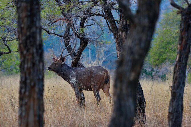 Safari in Pench National Park - What you’ll do each day (without the stress)
