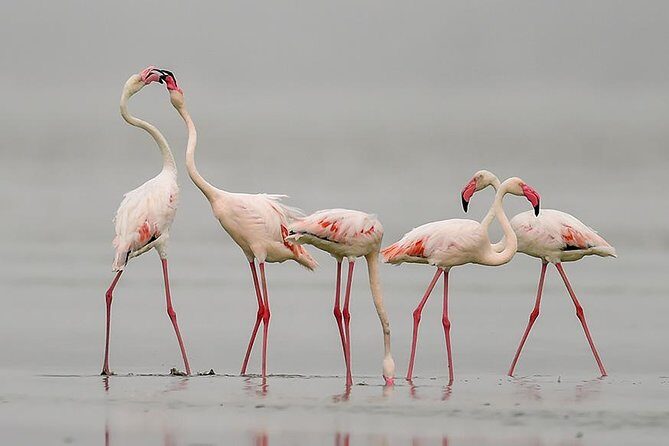 Sambhar Tour - temples, salt lake, bird watching, heritage walk - Key highlights I’d plan around