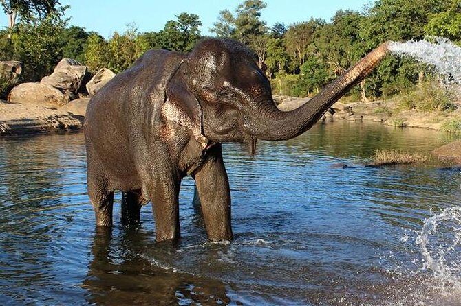 Same day Tajmahal tour with SOS Elephant/Bear wildlife Sanctuary - Wildlife SOS Agra: Elephants, Bears, Conservation Lessons, and the Rs 2000 Donation