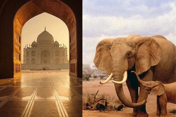 Same day Tajmahal tour with SOS Elephant/Bear wildlife Sanctuary - Taj Mahal With a Licensed Guide and Tickets Already Covered