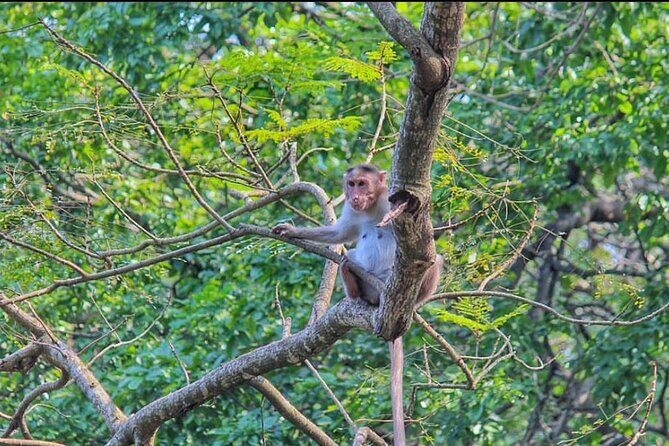 Sanjay Gandhi National Park and Kanheri Caves Day Private Tour - Should you book the Sanjay Gandhi National Park and Kanheri Caves private tour?