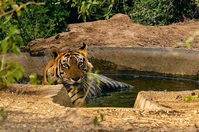 Sariska Tiger Reserve Assistance for Gypsy Private Safari Tickets - Sariska Private Jeep Safari: What You’re Really Buying