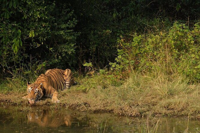 Sariska Tiger Reserve Assistance for Gypsy Private Safari Tickets - Transfers and Meeting Point: Less Chaos, More Wildlife