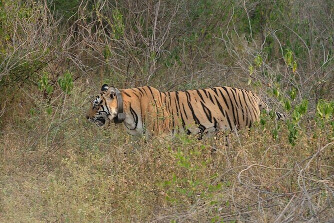Sariska Tiger Reserve Assistance for Gypsy Private Safari Tickets - Wildlife Viewing Reality Check: How to Maximize Your Chances