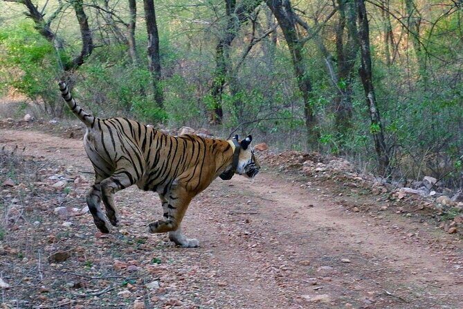 Sariska Tiger Reserve Assistance for Gypsy Private Safari Tickets - Morning vs Afternoon Safari: Pick the Slot That Fits Your Energy