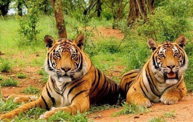 Sariska Tiger Reserve Safari tour from Jaipur - Key things to know before you go