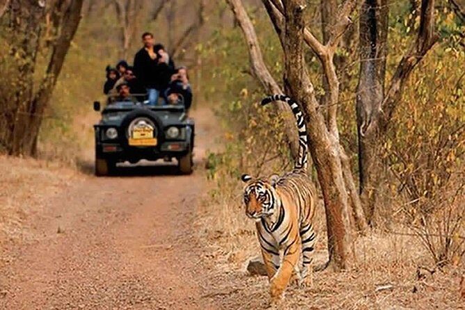 Sariska Tiger Reserve Safari tour from Jaipur - Getting in: jeep safari vs canter and why it changes your day
