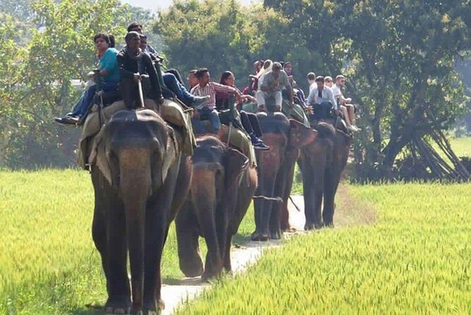 Sariska Tiger Reserve Safari tour from Jaipur - Timing by season: morning and afternoon windows that affect your odds