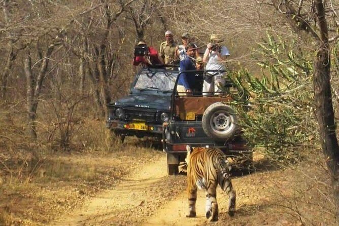 Sariska Tiger Reserve Safari tour from Jaipur - Pickup, tickets, and the small details that prevent big hassles
