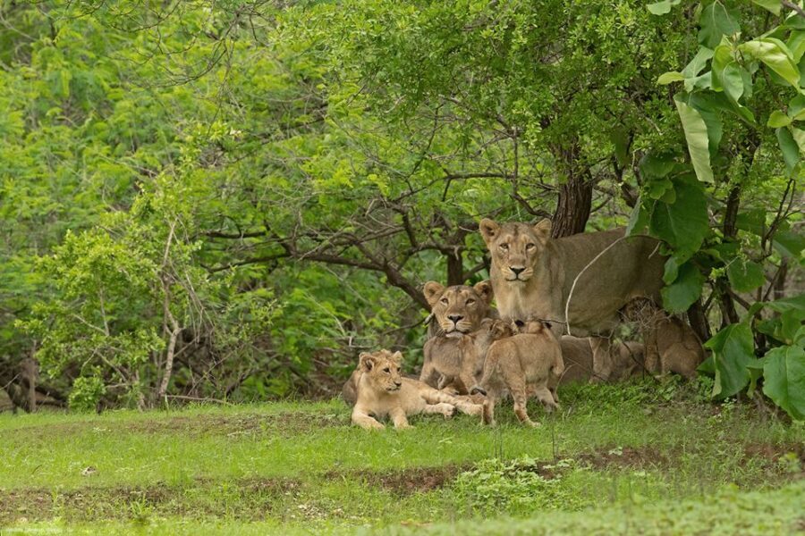 Sasan Gir: Devalia Park Safari with Skip-the-Line Access - Key things to know before you go