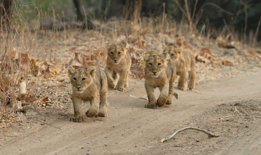 Sasan Gir: Devalia Park Safari with Skip-the-Line Access - Devalia Safari Park in Sasan: a miniature Gir Forest with a real purpose