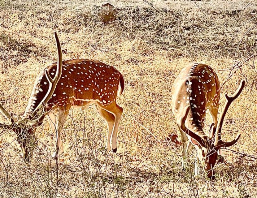 Sasan Gir: Devalia Park Safari with Skip-the-Line Access - Open-jeep vs caged seating: how to protect your sightlines