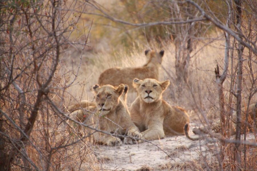 Sasan Gir: Devalia Park Safari with Skip-the-Line Access - The species spotlight: Asiatic lions, leopards, and the “supporting cast”