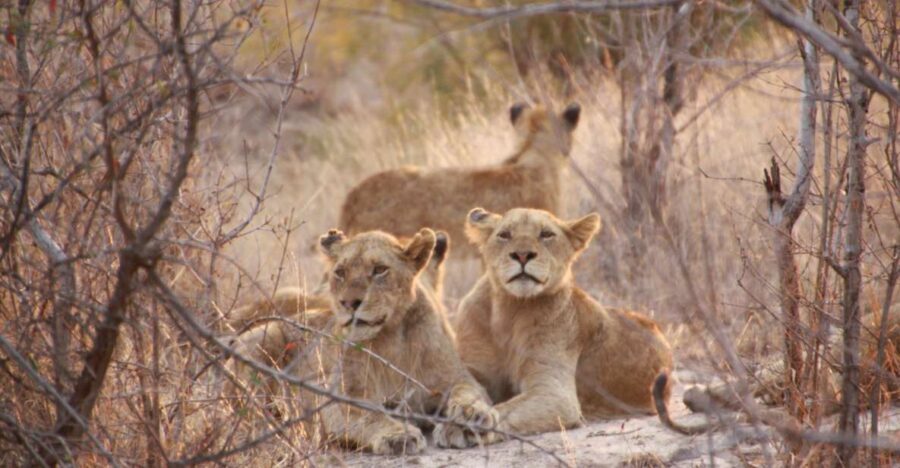 Sasan Gir: Devalia Park Safari with Skip-the-Line Access - Best timing: monsoon, winter, summer, and when lions are easier to spot