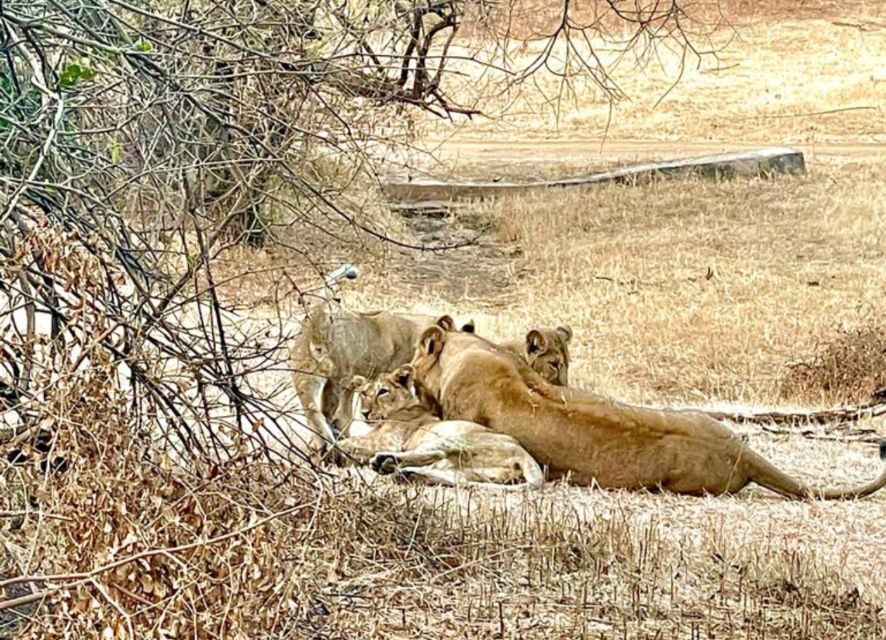 Sasan Gir: Devalia Park Safari with Skip-the-Line Access - Where the safari starts: pick the right meeting point