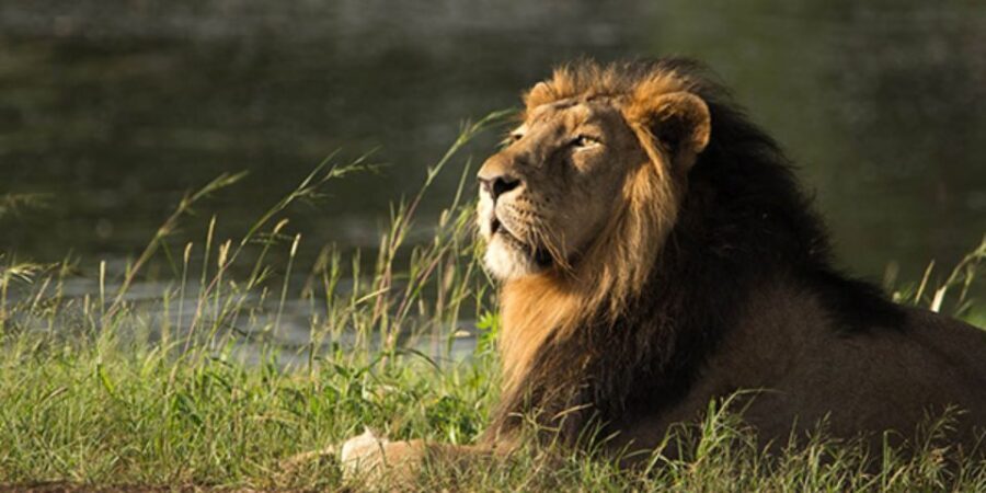 Sasan Gir: Devalia Park Safari with Skip-the-Line Access - Your 55-minute ride: what you can realistically expect to see