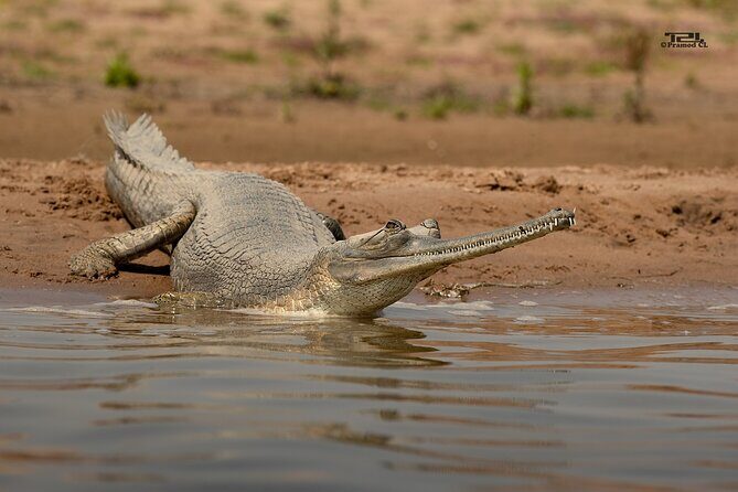 Sawai Madhopur: Private Chambal Crocodile Safari All-Inclusive - Key highlights to know before you go
