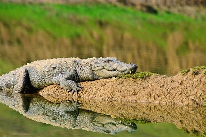 Sawai Madhopur: Private Chambal Crocodile Safari All-Inclusive - Why the Chambal River Ravines Make This Safari Different