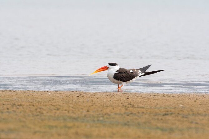 Sawai Madhopur: Private Chambal Crocodile Safari All-Inclusive - Pickup in Sawai Madhopur: easy start, easy end