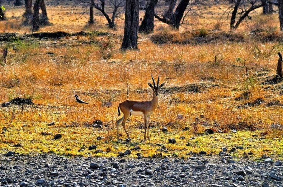 Sawai Madhopur: Ranthambore Guided Safari Trip - A 3-Hour Ranthambore Safari From Sawai Madhopur: What You’re Really Paying For