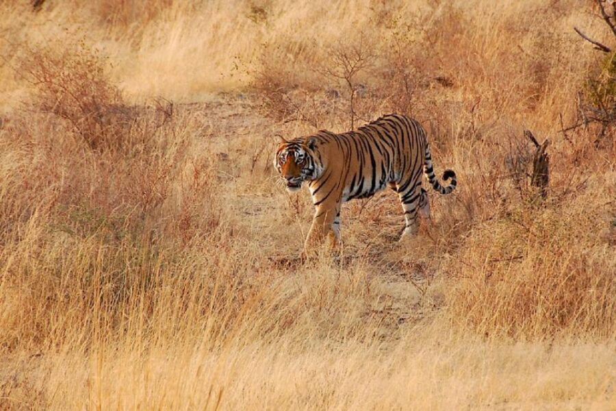 Sawai Madhopur: Ranthambore Guided Safari Trip - 6-Seater Jeep vs 20-Seater Open-Top: Which Vehicle Fits Your Style?