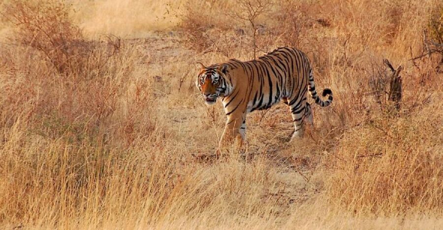 Sawai Madhopur: Ranthambore Guided Safari Trip - The Guided Safari Drive: What to Expect and How to Get More From It